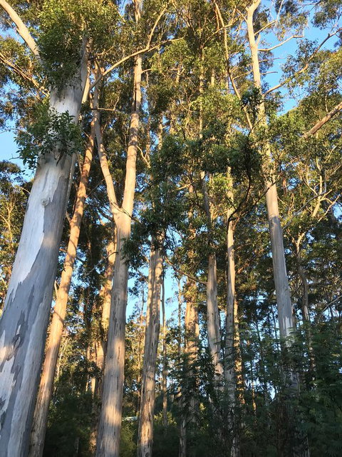 Forest Lodge Resort - Darwin Tourism 37