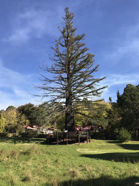 Forest Lodge Resort - Darwin Tourism 38