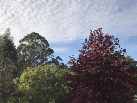 Forest Lodge Resort - Darwin Tourism 39