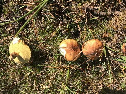 Forest Lodge Resort - Darwin Tourism 34