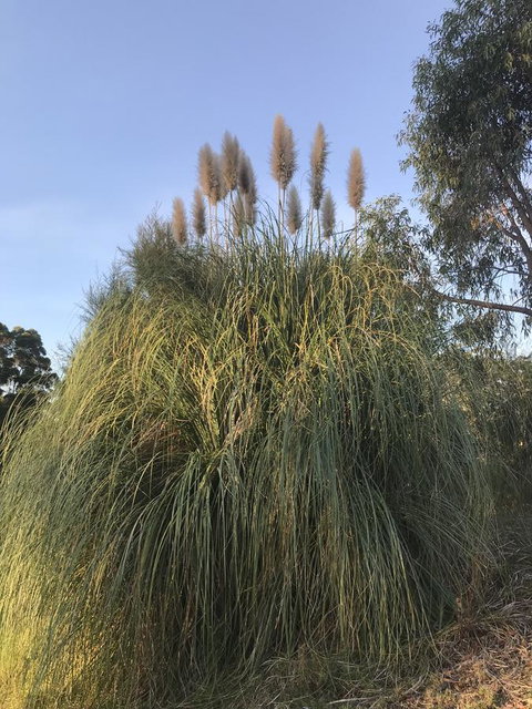 Forest Lodge Resort - Darwin Tourism 19