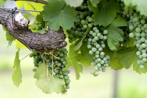 Thistle Hill Guesthouse - Walk To Many Wineries And Restaurants - Darwin Tourism 44