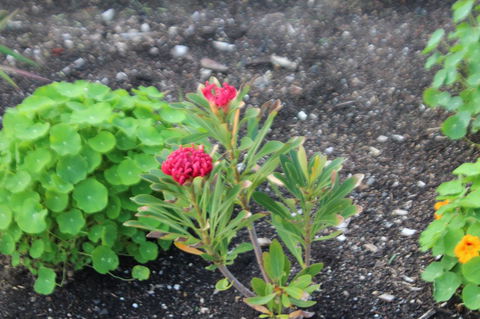 Red Waratah - Darwin Tourism 12