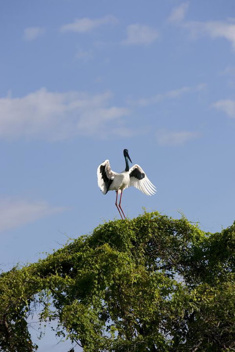 Mercure Kakadu Crocodile - Darwin Tourism 34