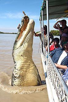 Kakadu @ The Kube (Darwin City) - Darwin Tourism 3