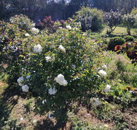 Carisbrook Country Retreat Motel - Darwin Tourism