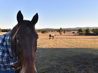 Clydesdale Cottage on Talga with real Clydesdale Horses