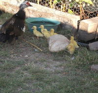 Corella Creek Country Farm Stay - Darwin Tourism