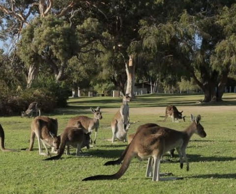 Eastern Hill Creswick - Darwin Tourism 1
