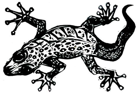 Gecko Guest House - Darwin Tourism 3