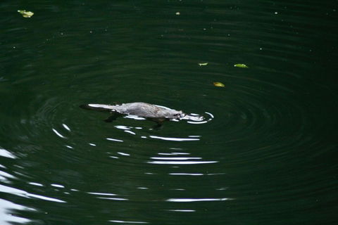 Kaalba - Darwin Tourism 0