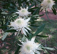 Lyrebird Gully Retreat - Darwin Tourism
