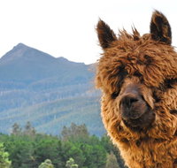 Maydena Mountain Cabins - Darwin Tourism