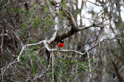 Treenbrook Cottages - Darwin Tourism 5