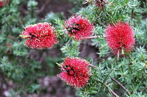 Treenbrook Cottages - Darwin Tourism 4