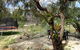 Majestichomestead B&B - thumb 7