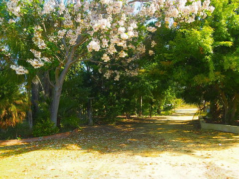 Majestichomestead B&B - Darwin Tourism 33