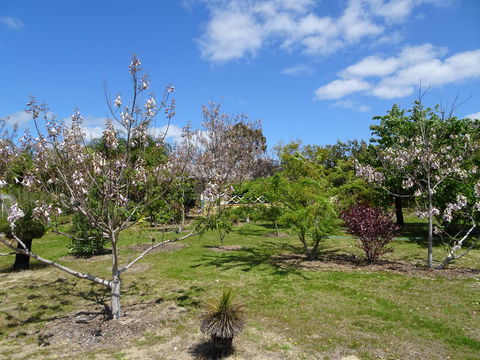 Majestichomestead B&B - Darwin Tourism 27