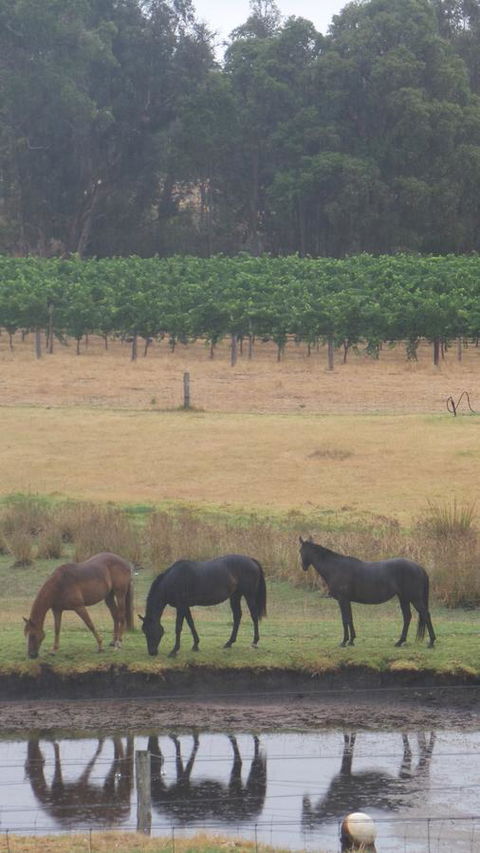 Windfall Estate Vineyard Cottage - Darwin Tourism 26