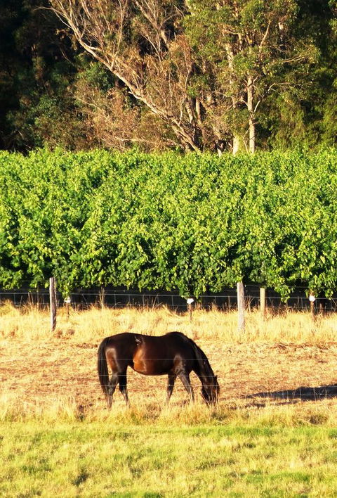 Windfall Estate Vineyard Cottage - Darwin Tourism 18