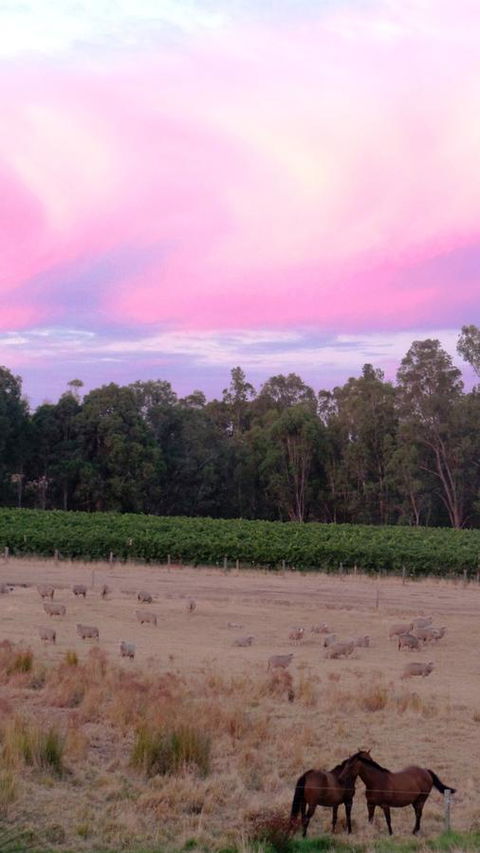 Windfall Estate Vineyard Cottage - Darwin Tourism 25