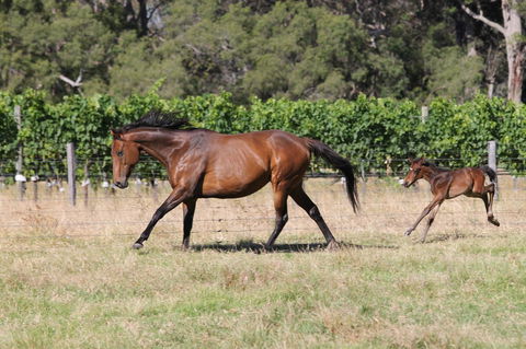 Windfall Estate Vineyard Cottage - Darwin Tourism 17