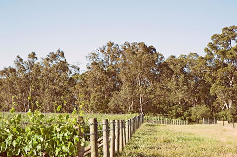 Windfall Estate Vineyard Cottage - Darwin Tourism 23