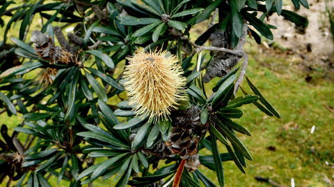 43 Degrees Bruny Island - Darwin Tourism 11