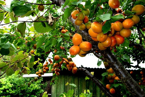 Eureka Farm - Darwin Tourism 8