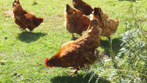 Eureka Farm - Darwin Tourism 27