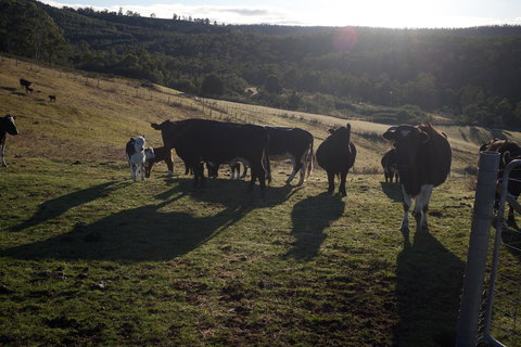 Hamlet Downs Country Accommodation - Darwin Tourism 24