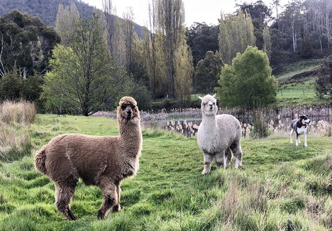 Hamlet Downs Country Accommodation - Darwin Tourism 6