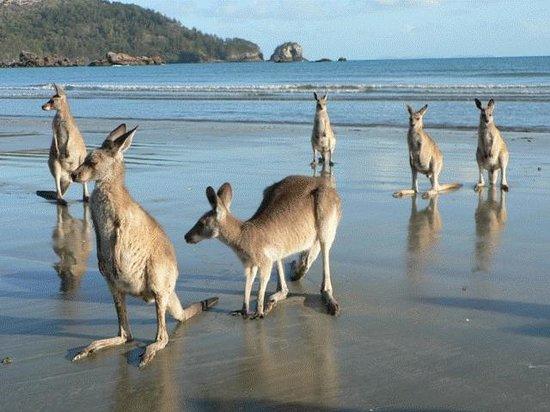 Daydream Island QLD Darwin Tourism