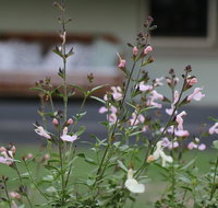 Serendipity on Allyn - Darwin Tourism