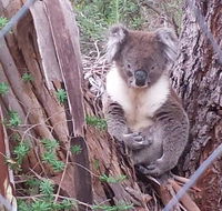 Stringybark Hills Retreat - Darwin Tourism