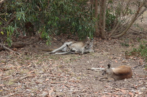 Great Ocean Road Resort - Darwin Tourism 17