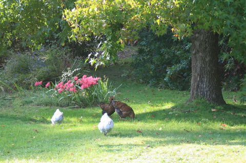 Strathmore Farm B&B - Darwin Tourism 23