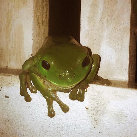 The Canungra Motel - Darwin Tourism 3