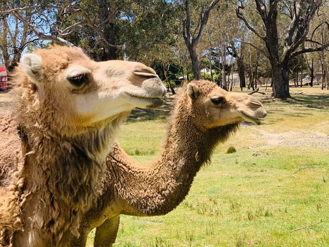 The Funny Farm - Animals / Churchhouse / Amazing Experience - Darwin Tourism 1