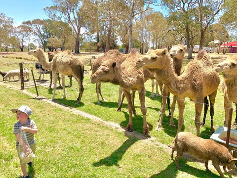 The Funny Farm - Animals / Churchhouse / Amazing Experience - Darwin Tourism 0