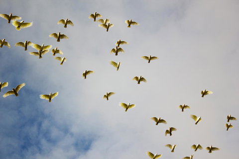 Marwood Villas - Darwin Tourism 36