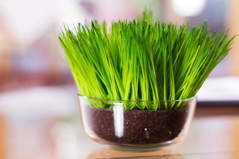 Marwood Villas - Darwin Tourism 17