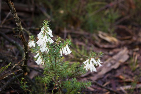 Marwood Villas - Darwin Tourism 37