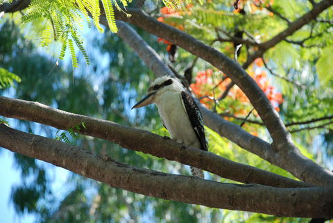 Sanctuary Palm Cove - Darwin Tourism 7