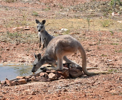 Ironbark House - Darwin Tourism 19