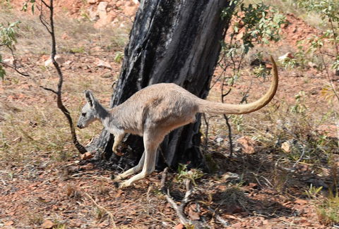 Ironbark House - Darwin Tourism 24