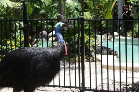 Boutique Bungalows - Darwin Tourism 17