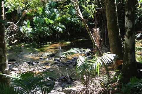 Boutique Bungalows - Darwin Tourism 18