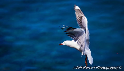 La Promenade - Darwin Tourism 14