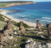 Waves  Wildlife Cottages Kangaroo Island - Darwin Tourism
